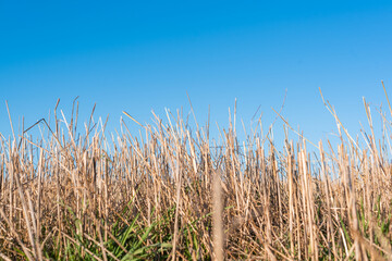 Obraz premium Hay straw field golden close-up beautiful summer rural sun landscape bulgaria perspective creative