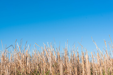 Fototapeta premium Hay straw field golden close-up beautiful summer rural sun landscape bulgaria perspective creative