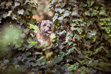 Border terrier in the nature