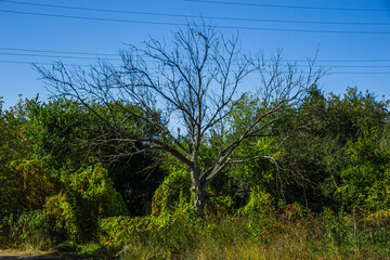 Dead tree in summer forest.