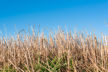 Fototapeta premium Hay straw field golden close-up beautiful summer rural sun landscape bulgaria perspective creative