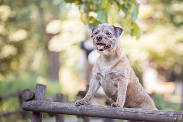 Border terrier in the nature