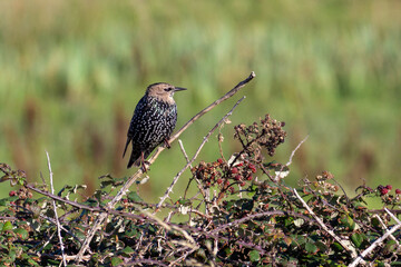 Juvenile Starling Moulting to First Winter Plumage standing on Twig of a Blackberry Bush