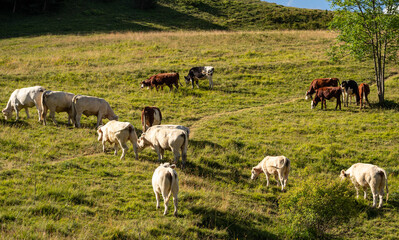 troupeau dans les alpages