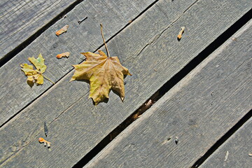 autumn leaves on a wooden table