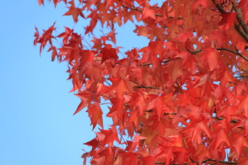 Ahorn mit rotem Herbstlaub vor blauem Himmel.