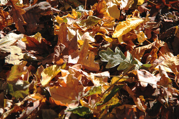 Background of multicolored fallen autumn leaves, autumn concept. Focus on middle ground.