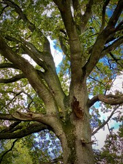 big tree trunk