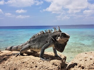 Bearded iguana (Lesser Antillean iguana) on the rocks . ocean in the background. Template for...