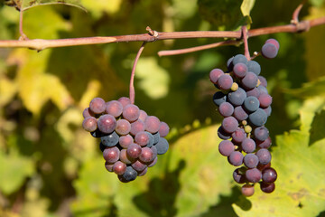 Grapes on Vine at Autumn Harvest Time Okanagan Valley, British Columbia