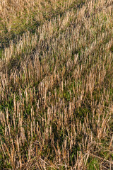 Closeup of drying green grass moss hay field macro of textured eco natural backdrop bulgaria organic autumn fall foliage wallpaper view top above