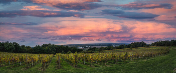 Obraz premium Bordeaux Vineyard at sunrise in autumn, Entre deux mers, Langoiran, Gironde, France