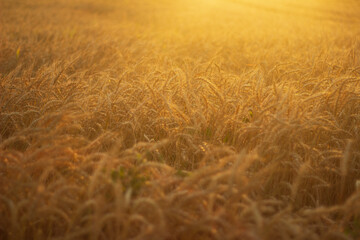 wheat in the field at sunset