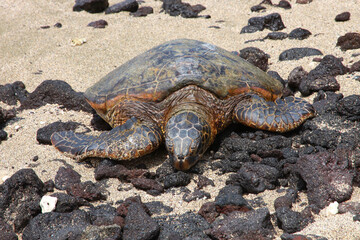 海の神様のウミガメ