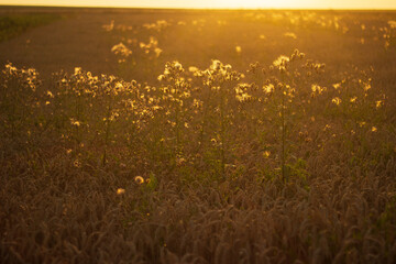 dry grass in the field at sunset
