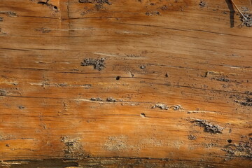 Fototapeta premium old wood texture