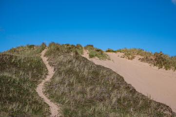 Sand dunes in late summer
