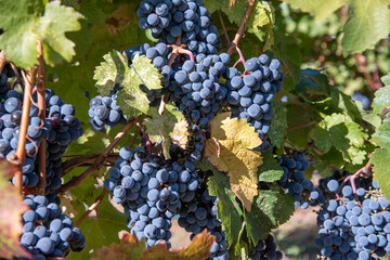 Grapes on Vine at Autumn Harvest Time Okanagan Valley, British Columbia