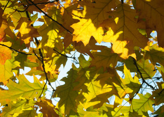 Maple tree with yellow leaves against the blue sky