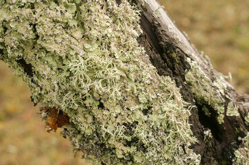 Iceland moss on plum tree closeup on green background