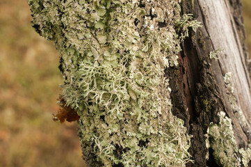 Iceland moss on plum tree closeup on green background