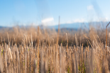 Hay straw field golden close-up beautiful summer rural sun landscape bulgaria perspective creative