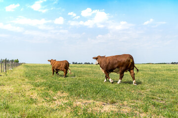 Fototapeta na wymiar Grazing Cow In Field.
