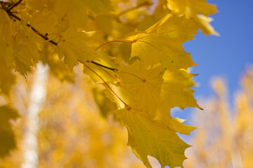 autumn leaves in the sun