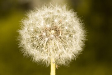 Fototapeta premium dandelion head