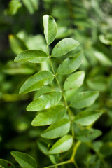 Fototapeta na wymiar Planta con hojas verdes y fondo distorsionado