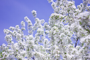 flowers in the garden