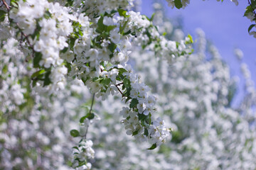 flowers in the wind