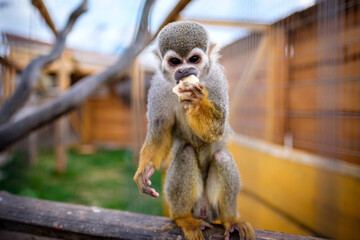portrait of a monkey, animal garden, slovakia, eating mammal