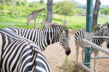 Fototapeta na wymiar zebra eating dry grass in the cage at the zoo