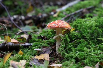 Closeup of amanita muscaria mushroom in forest