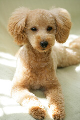 ソファの上のトイプードル