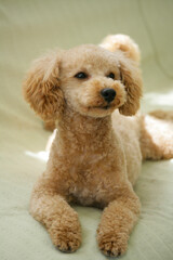 ソファの上のトイプードル