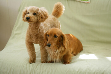 ソファの上のトイプードルとダックス