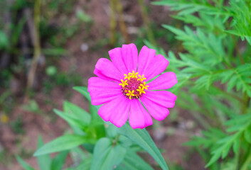Obraz premium Focus on colorful pink zinnia flower with blurred background