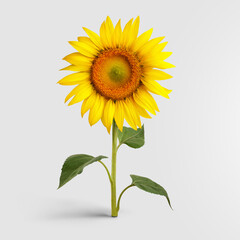 Blooming sunflower with yellow petals, standing on a green stem with leaves, isolated on a white background.
