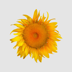 Blooming sunflower close-up with open yellow petals, top view, isolated on white background.