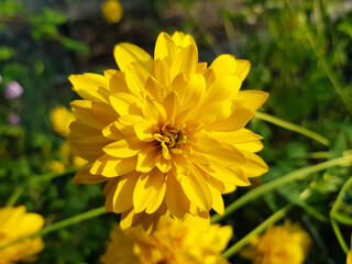 Obraz premium Kerria (in german Japanische Kerrie also Goldröschen) Kerria japonica