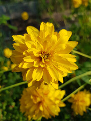 Kerria (in german Japanische Kerrie also Goldröschen) Kerria japonica