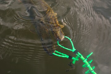 Summer fishing, pike fishing, spinning on the lake