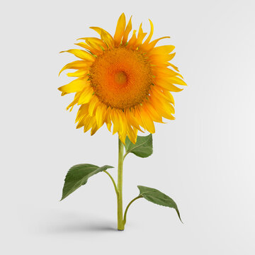 Colorful blossomed sunflower with yellow petals on a green stem with leaves, isolated on a white background.