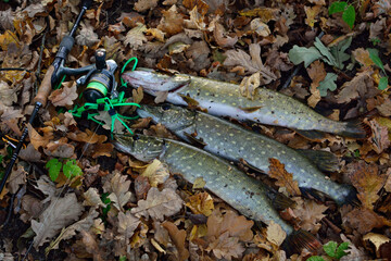 Summer fishing, pike fishing, spinning on the lake
