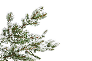 Twigs of christmas tree ( spruce ) covered hoarfrost and in snow on a white background with space...