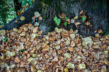 fogliame alla base di un albero ad alto fusto