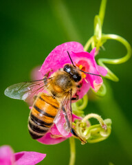Close-up of Honey bee on pink flower