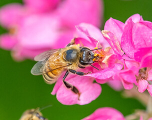 Close-up of Honey bee on pink flower